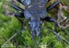 střevlík hrbolatý (Brouci), Carabus variolosus variolosus (Coleoptera)